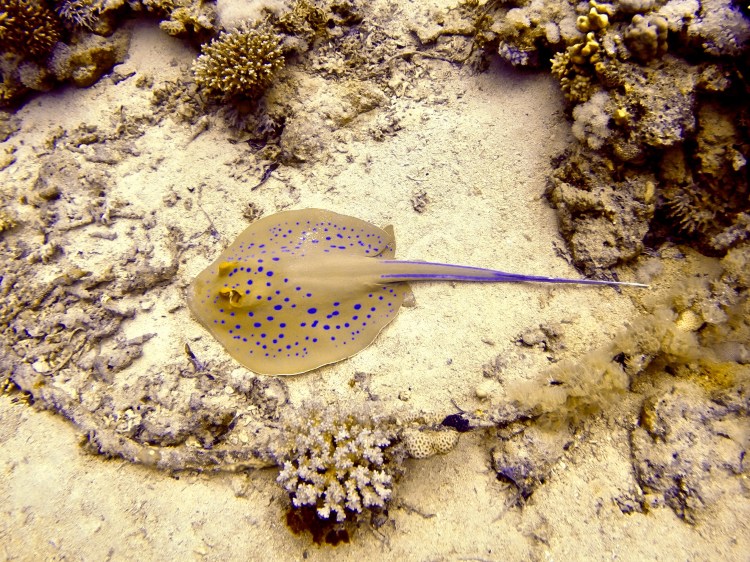 DCIM100GOPROGOPR0754.