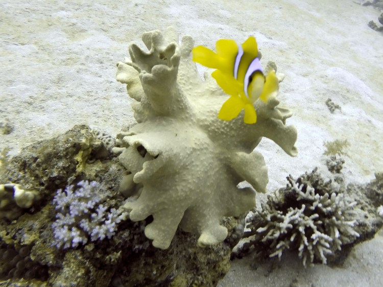 DCIM100GOPROGOPR0758.