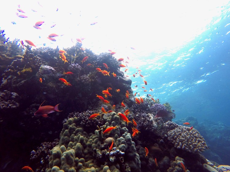 DCIM100GOPROGOPR0765.