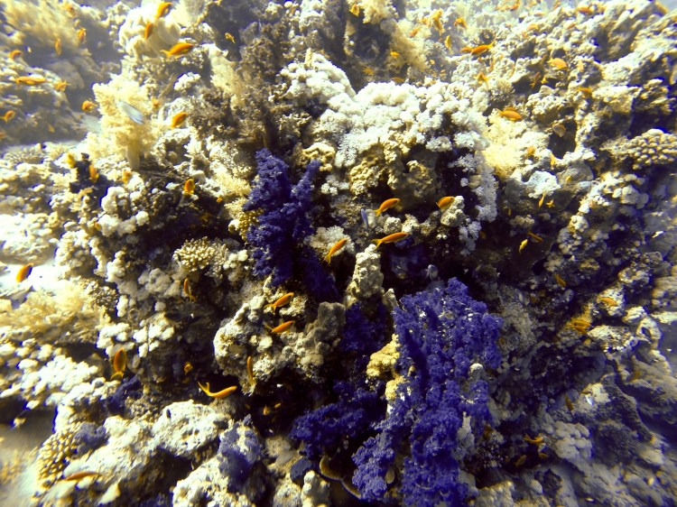 DCIM100GOPROGOPR0831.