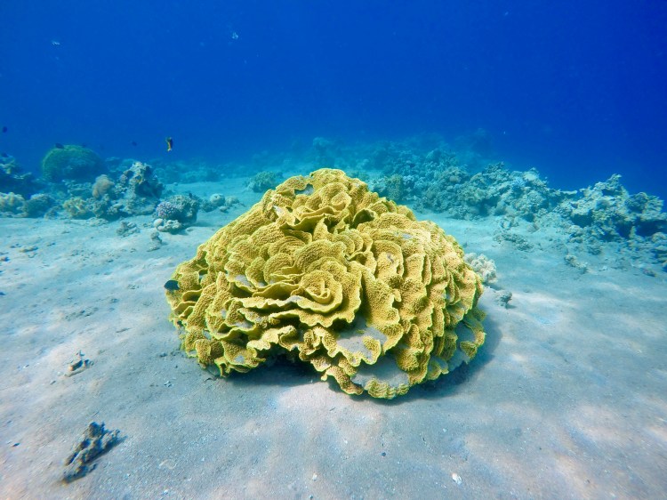 DCIM100GOPROGOPR0906.