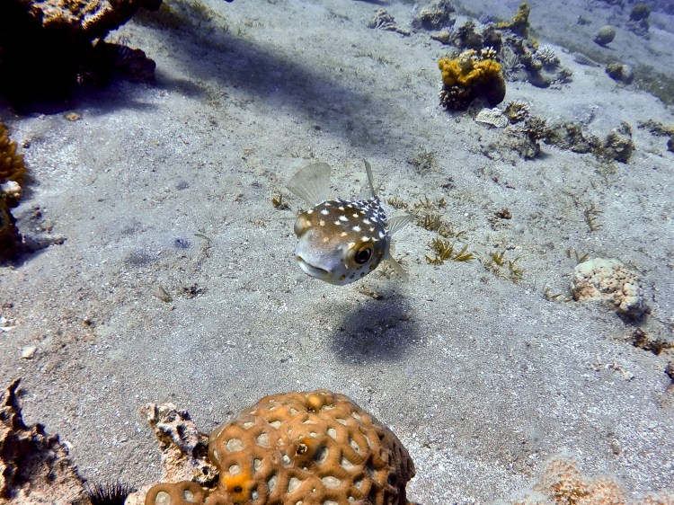 DCIM100GOPROGOPR0929.